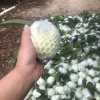 长润鲜果的一亩田店铺