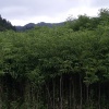 张永旺的一亩田店铺
