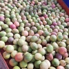 陈善亮的一亩田店铺