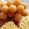 录年菇娘合作社的一亩田店铺