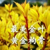 宋德军的一亩田店铺