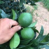 云牧家庭农场的一亩田店铺