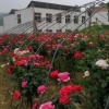 天美月季种植基地的一亩田店铺