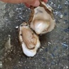 林开邦的一亩田店铺