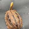 刘晓东的一亩田店铺