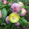 照宝胜军竹木经营部的一亩田店铺