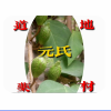 胡雪彬的一亩田店铺