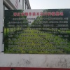 张磊的一亩田店铺
