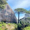 南阳瑞丰月季种植基地的一亩田店铺