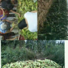西安红旗蔬菜商贸有限公司的一亩田店铺