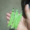 正升种植有限公司的一亩田店铺