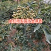 达鸿药材的一亩田店铺