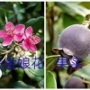 爱情心情苗圃的一亩田店铺