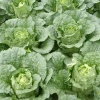 永源蔬菜种植有限公司的一亩田店铺