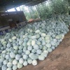 尉氏县铁锤种植合作社的一亩田店铺