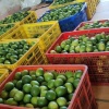 陈锦通的一亩田店铺