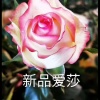 东光县阳赫园林绿化工程处的一亩田店铺