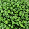 滦南县轩晨蔬菜种植农民专业合作社的一亩田店铺
