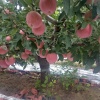 昌乐县鹏旭瓜果蔬菜种植购销中心的一亩田店铺
