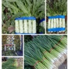 红花精品蔬菜的一亩田店铺