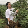 佳艺苗木的一亩田店铺