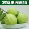 苏世庞的一亩田店铺