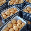 韩刚的一亩田店铺