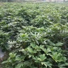 五指毛桃壹号种植基地的一亩田店铺