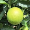 夏鹏升的一亩田店铺