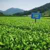 福建本茂茶苗的一亩田店铺