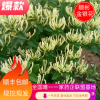 费县顺彬金银花合作社的一亩田店铺