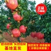 丽通苗木有限公司的一亩田店铺
