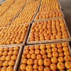 陆明强的一亩田店铺