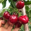 龙泽苗木的一亩田店铺