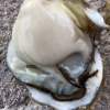 蚝霸水产养殖场的一亩田店铺