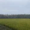 鄢紫情的一亩田店铺