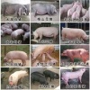 陆爱云的一亩田店铺