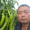 老李西瓜交易市场的一亩田店铺