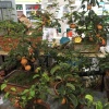 相天躔家庭种植农场的一亩田店铺