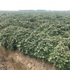 星火农业集团的一亩田店铺