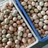 曾兆东的一亩田店铺