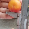 李丽霞的一亩田店铺