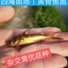 唐裕的一亩田店铺