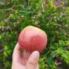 陈荣的一亩田店铺