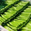 小杨精品菜心基地的一亩田店铺