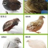 王金耀的一亩田店铺