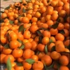 奔波鲜果的一亩田店铺
