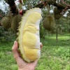 小华东南亚鲜果的一亩田店铺