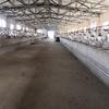 富平县向忠奶山羊养殖销售的一亩田店铺
