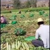 张自斌的一亩田店铺